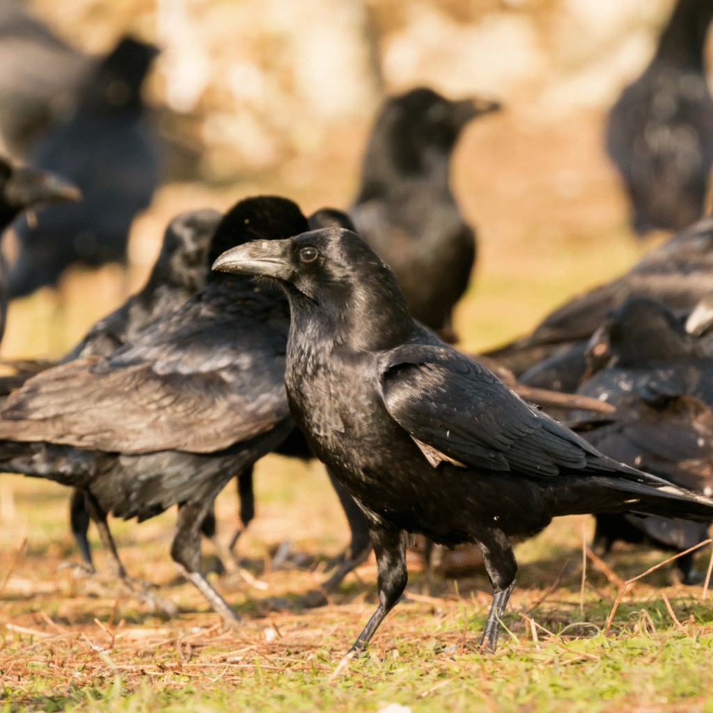 Collective nouns in English — murder of crows, parliament of owls, flamboyance of flamingos.
