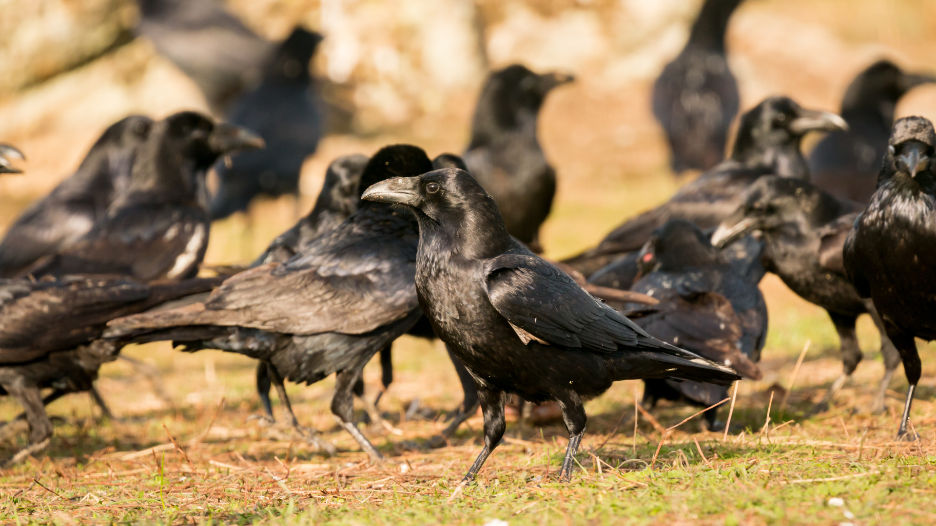 Collective nouns in English — murder of crows, parliament of owls, flamboyance of flamingos.